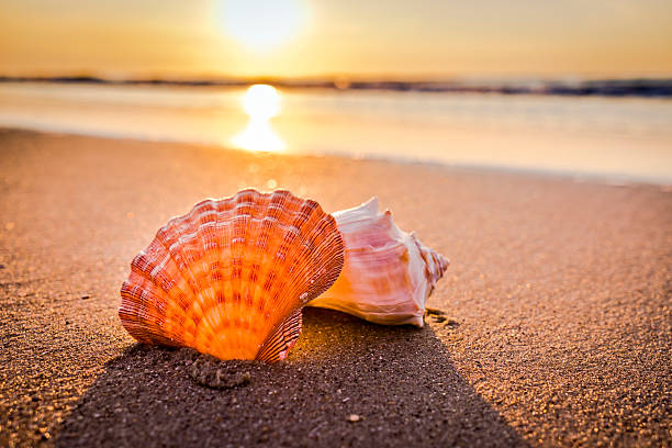 Coquillages, la plage et le lever du soleil - Photo