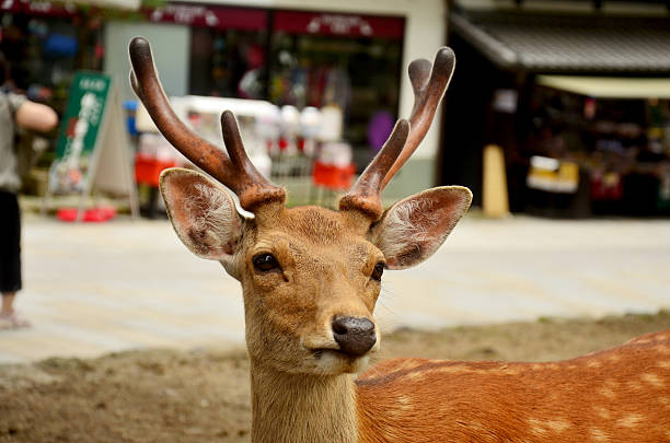 Deers at Todai-ji Temple in Nara Japan
