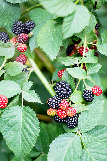 istock Blackberries on the branches in the garden. Soft focus. 485333372