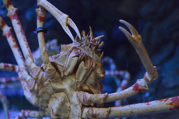istock Giant Japanese spider crab 485334702