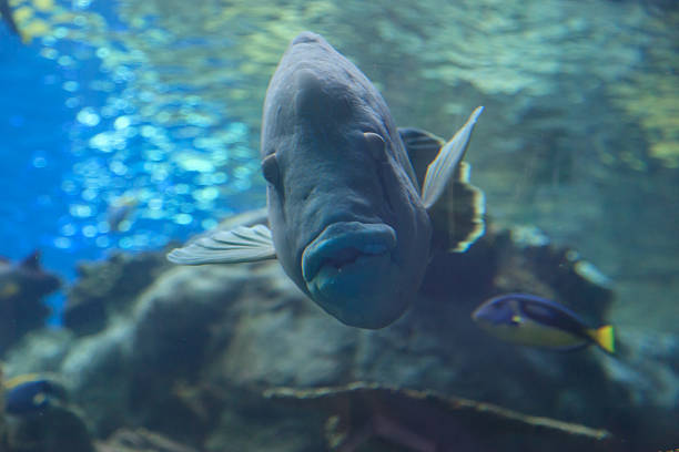Big funny fish Big funny fish staring head on into the camera fish with big lips stock pictures, royalty-free photos & images