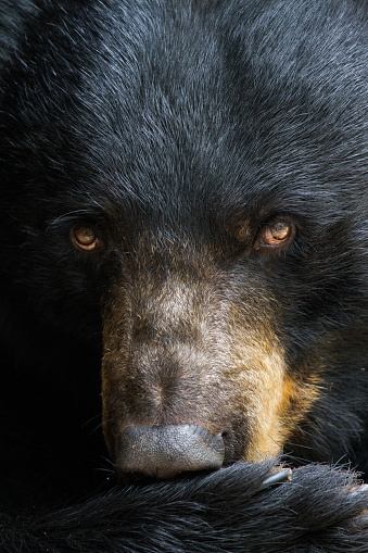 A portrait of a black bear.