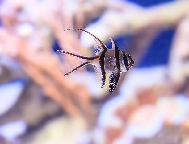 istock Proud cardinalfish, Pterapogon kauderni 485335720