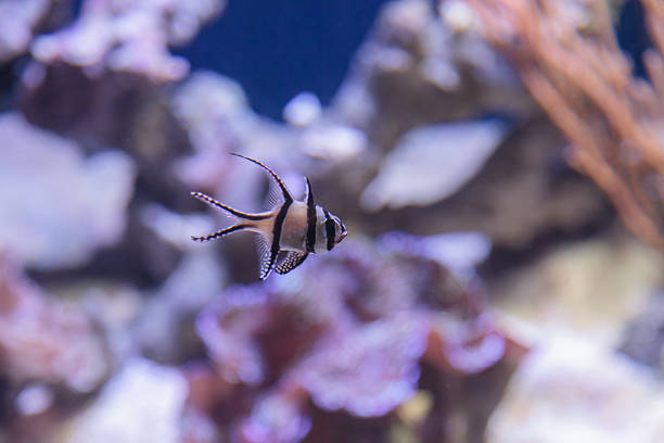 istock Proud cardinalfish, Pterapogon kauderni 485335732