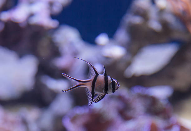 istock Proud cardinalfish, Pterapogon kauderni 485335740