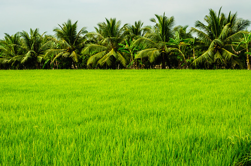 Rice field at Ben Tre province, Vietnam