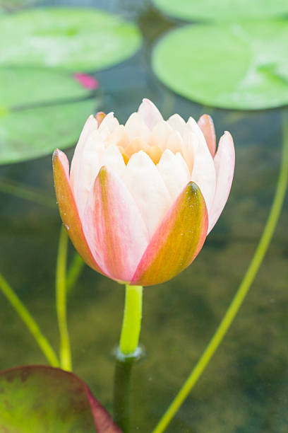 istock Beauful Lotus flowers 485335788