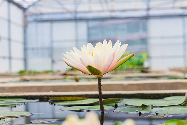 istock Beauful Lotus flowers 485336696