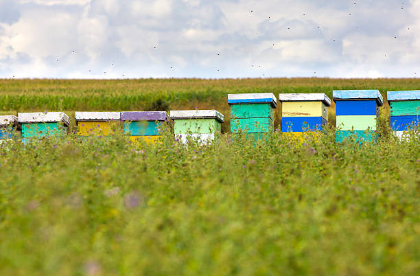 rural beehives in the clover field. photo is taken with dslr camera ant telephoto lens on late summer day in European countryside.