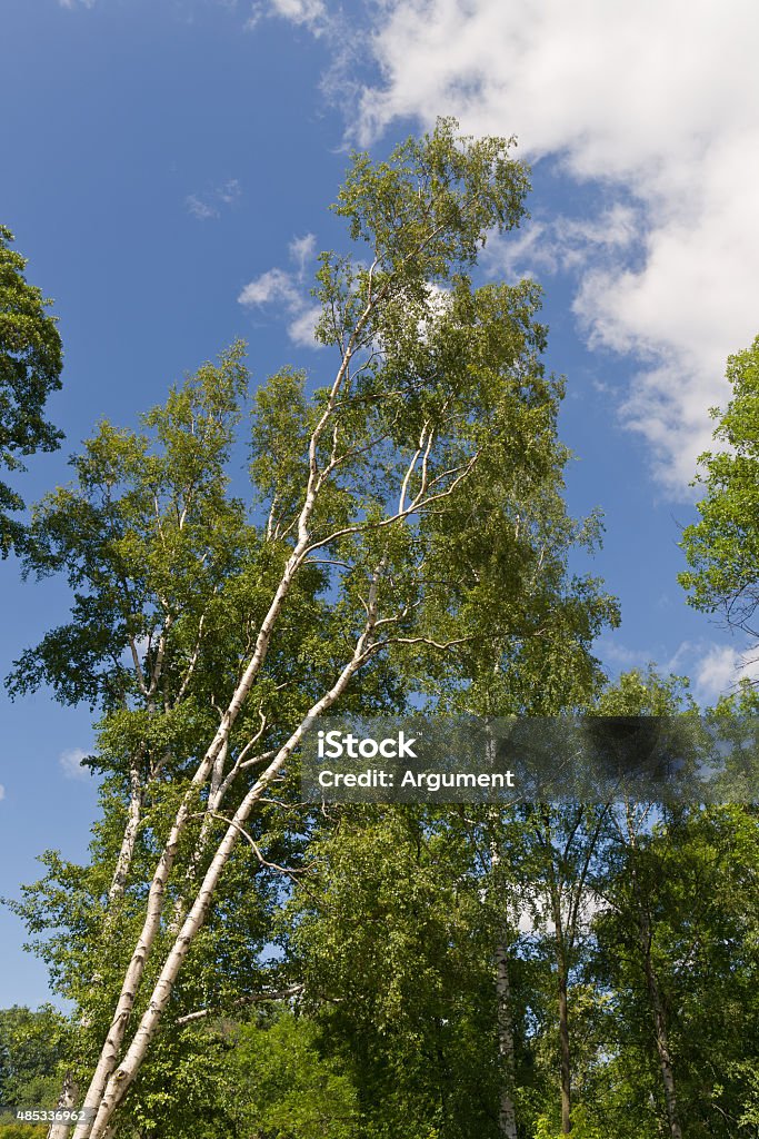 summer birches Crones of birches in a sunny summer day 2015 Stock Photo