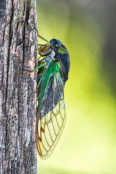 A Close-up of an annual Cicada on an old wooden fence post with a light green background