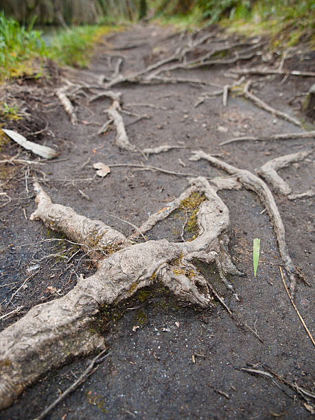 istock Roots on a trail in the forest 485337939