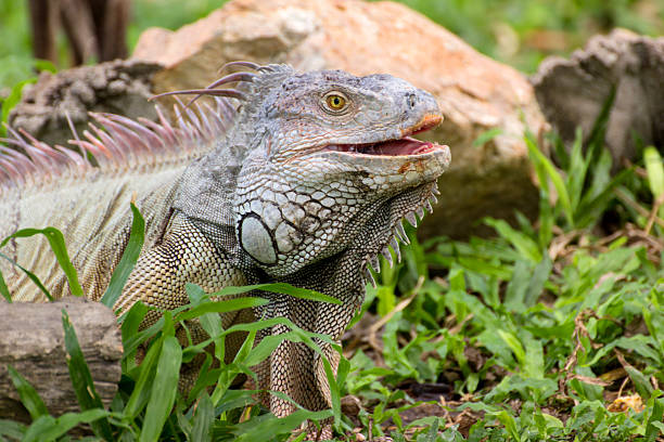 istock iguana lizard laying on the grass in the wild 485338065