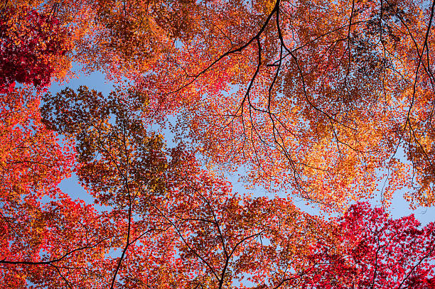 Vibrant Autumn Color stock photo