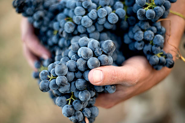istock Handfull of grapes 485338184