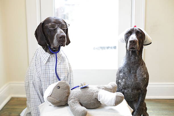 branston md and twiglet examine teddy - beterschap stockfoto's en -beelden