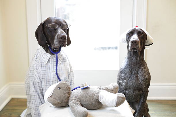 Branston MD and Twiglet examine Teddy