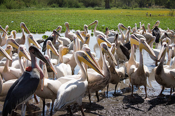 pelicans and Marabu pelicans and Marabu marabu stork stock pictures, royalty-free photos & images