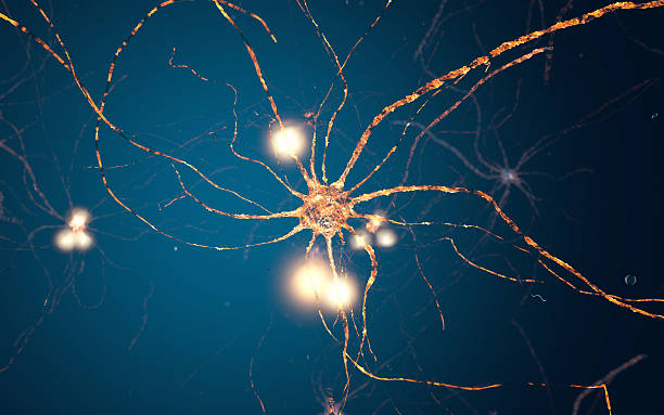활동적임 뉴런 세포, synapse 네트워크 - nerve cell synapse communication human spine 뉴스 사진 이미지