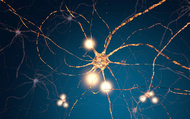 활동적임 뉴런 세포, synapse 네트워크 - nerve cell synapse communication human spine 뉴스 사진 이미지