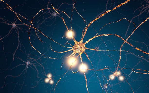 Active Neuron cells, synapse network Glowing synapse in human neural system network. Full CGI showing active neuron cells. neural axon stock pictures, royalty-free photos & images
