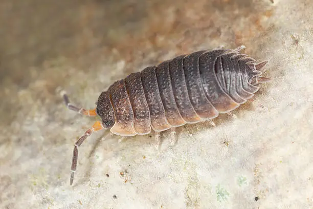 Woodlouse on wood, extreme close-up with high magnification 