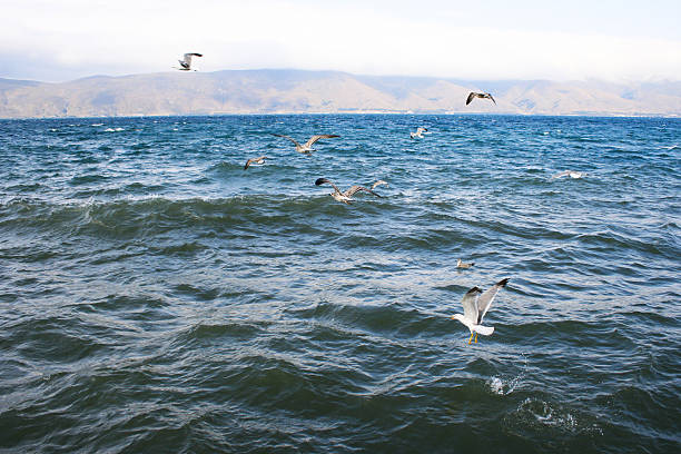 lago sevanarmenia.kgm - gulls in flight birds over water foggy scene with birds imagens e fotografias de stock