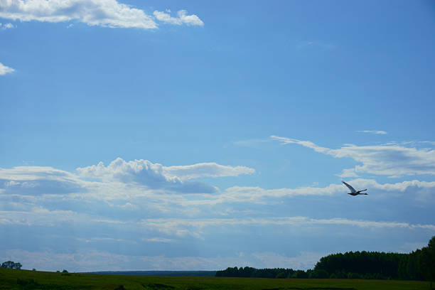 istock landscape, sky, clouds, field, forest, tree, swan 485341394