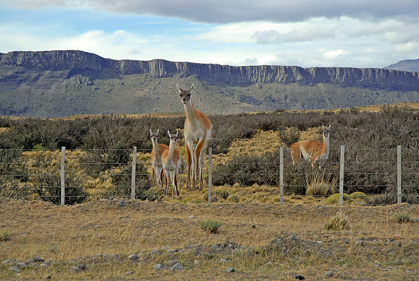 istock Guanaco in Patagonia 485341866