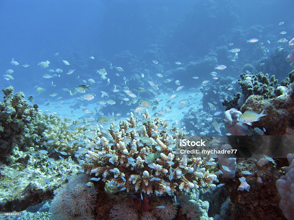 coral reef on seabed at great depth in tropical sea coral reef on the seabed at great depth at the bottom of tropical sea on a background of blue water Deep Stock Photo