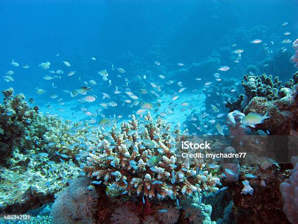 Coral Reef On Seabed At Great Depth In Tropical Sea Stock Photo - Download Image Now