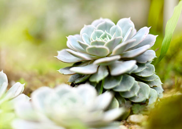 Succulent or agave plant in the sun with copy space. Selective focus of a desert plant with defocused background. Echeveria.