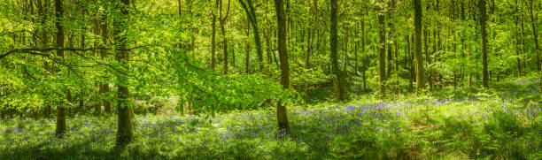 idílico floresta clareira vibrante folhagem verde wildflowers panorama de floresta selva - forest fern glade copse imagens e fotografias de stock