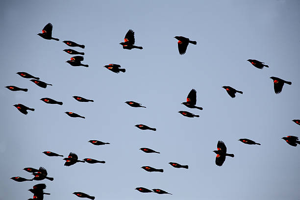 istock Red winged Blackbirds in fllight 485342889