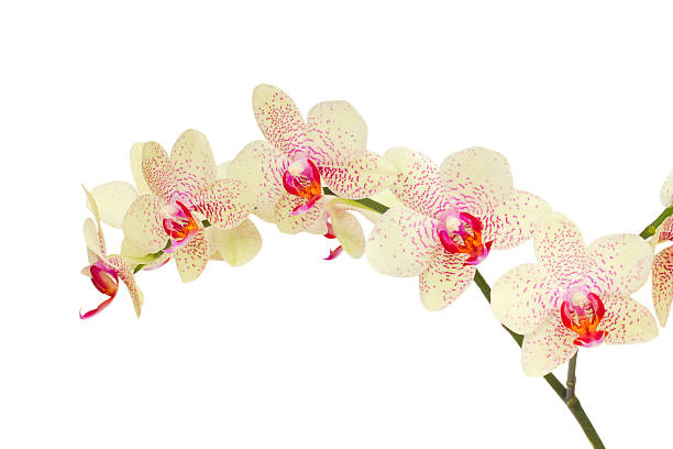 istock white with violet orchid flowers 485343187