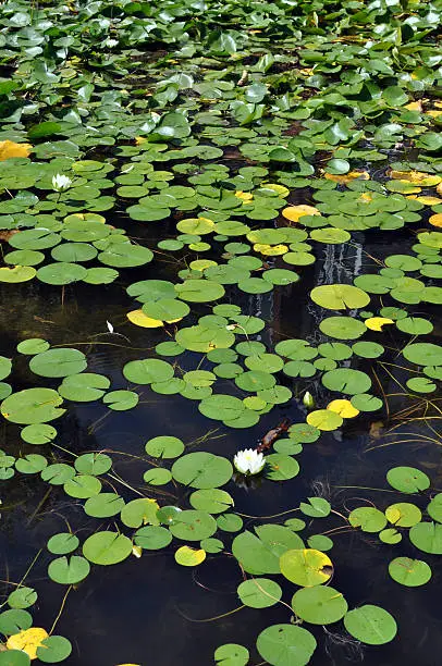 In summer, ponds can be a very busy place. Water lillies protect the fish from burning sun and predators.