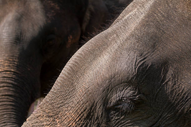 the eyes of elephants stock photo