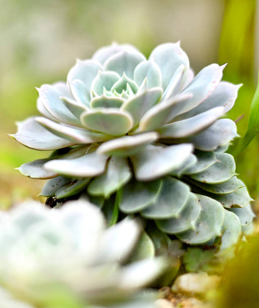 istock Sedum or succulent plant 485343868