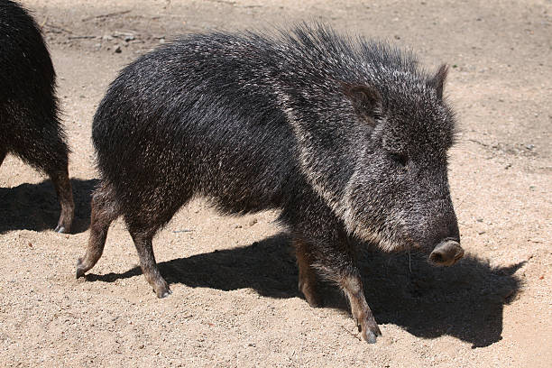 Chacoan peccary (Catagonus wagneri), also known as the tagua. Chacoan peccary (Catagonus wagneri), also known as the tagua. Wild life animal. javelina stock pictures, royalty-free photos & images