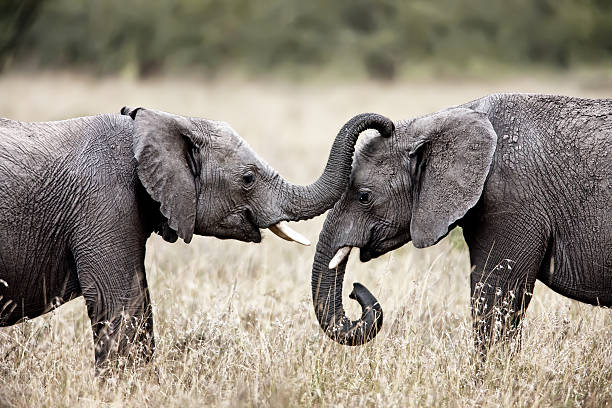istock Two African elephants greeting each other with trunks and mouths 485344280
