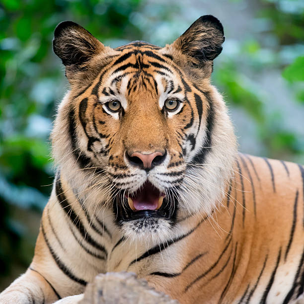 istock tiger in the zoo 485344472