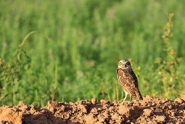 istock Burrowing Owl on Empty Sign - Large File - Green Background 485347758