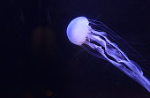 Atlantic sea nettle jellyfish
