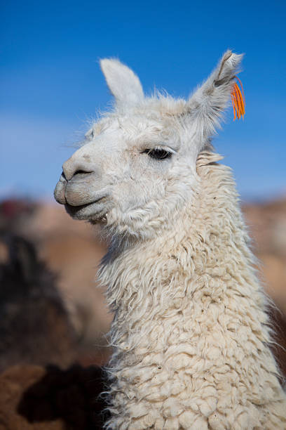 istock Llama against a blue clear sky in Bolivia 485348668