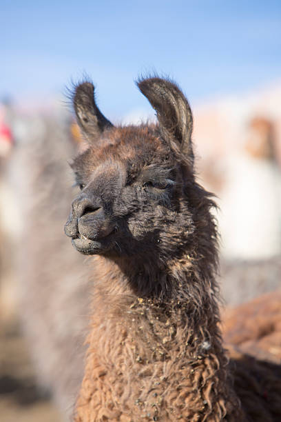 istock Llama against a blue clear sky in Bolivia 485348670