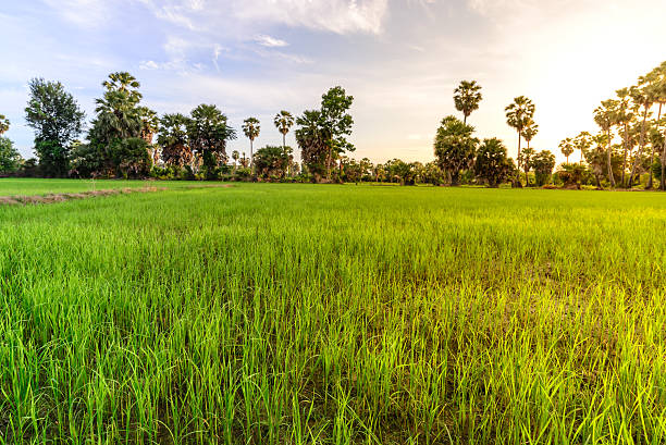istock Rice field with palm tree in morning, Phetchaburi Thailand. 485348764