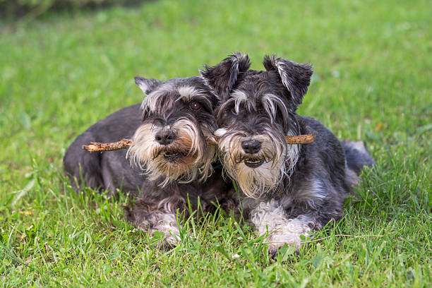 two black and silver miniature schnauzer dogs playing one stick together on the natural grass background