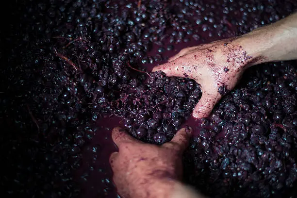 Grapes are crushed by hand