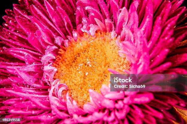 Beautiful Pink Aster In Water Droplets Closeup Stock Photo - Download Image Now - 2015, Aster, Autumn