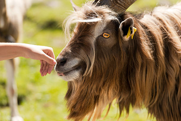 istock Mountain Male Goat and Human Hand 485350050